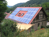 Plant in Cröffelbach